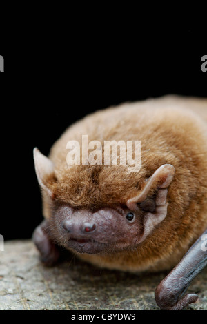 Noctule bat (Nyctalus noctula) Captive Stock Photo