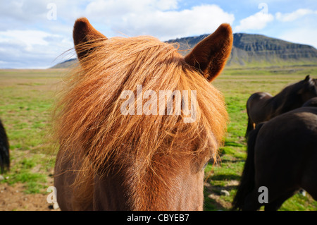 A horse in the country-side, Iceland. Stock Photo