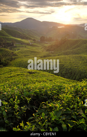 misty morning in tea farm at Cameron Highland Malaysia Stock Photo