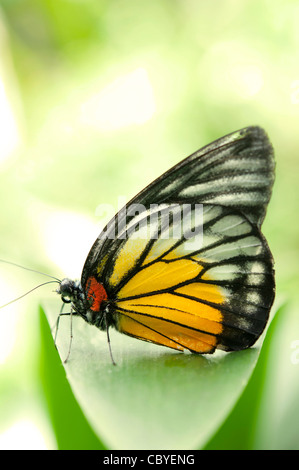 Close-up ER prioneris philonome themana (red spot sawtooth)on green leaf Stock Photo