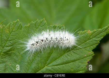 Hickory Tussock Moth (Lophocampa caryae) Stock Photo