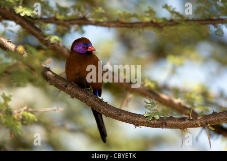 Common Grenadier or Violet-eared Waxbill - Okonjima, near Otjiwarongo, Namibia, Africa Stock Photo