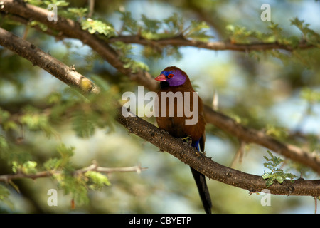 Common Grenadier or Violet-eared Waxbill - Okonjima, near Otjiwarongo, Namibia, Africa Stock Photo