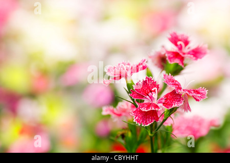 Dianthus chinensis (China Pink) is a species of Dianthus native to northern China, Korea, Mongolia, and southeastern Russia. Stock Photo