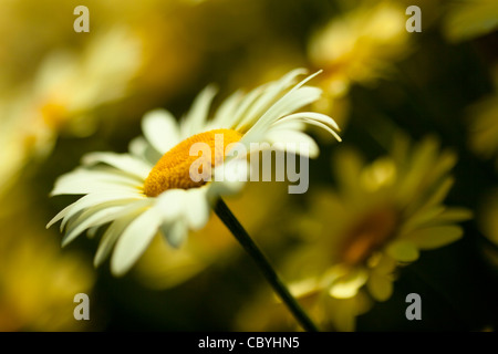 Flowers of Anthemis Tinctoria 'E. C . Buxton', common name Golden Marguerite,  on a sunny day Stock Photo