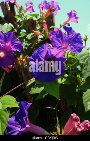 Amalfi Coast, morning glory, window, flower, house, home, beautiful, background, plant, box, design, exterior, outdoor, red, wall, building, black bee Stock Photo