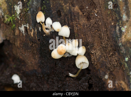 White Mushrooms growing on a tree trunk Costa Rica Puntarenas Province Stock Photo