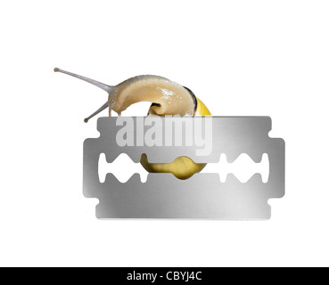 studio photography of a Grove snail while climbing over a razor blade in white back Stock Photo