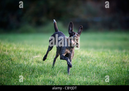 A German short-haired pointer plays with a stick Stock Photo