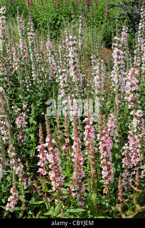 Lythrum salicaria 'blush'  or spiked loosestrife has pale pink spiked flowers in Summer pollinated by butterflies and bees. Stock Photo