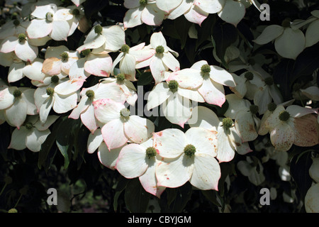 Cornus kousa var. chinensis is a summer flowering tree species of dogwood with white petal-like bracts. Stock Photo