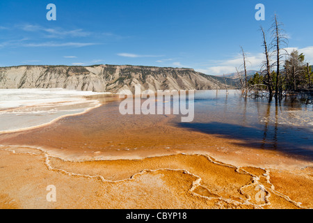 Mammoth Hot Springs is a series of hot springs on a hill of travertine in Yellowstone National Park in Wyoming.  The travertine was created over thousands of years of calcium carbonate deposits coming from the hot springs travel through a fault line in limestone.  The many colors of visible on the terraces are a result of algae growth in the warm pools which are roughly 170 degrees fahrenheit. Stock Photo