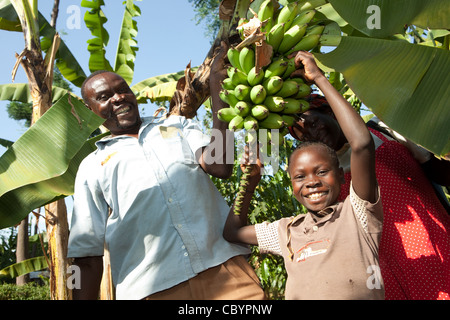 A man and his son harvest bananas in Buwanyanga Village - Sironko, Eastern Uganda, East Africa. Stock Photo