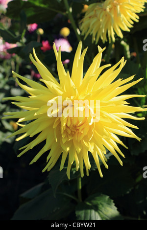 Dahlia is a genus of bushy, tuberous, perennial plant. Surrey England UK Stock Photo