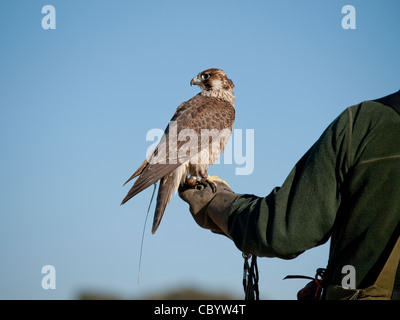 Peregrine falcon on trainer's arm Stock Photo