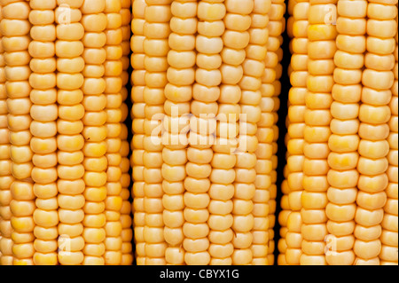 Sweetcorn cob. Corn on the cob. Maize pattern. India Stock Photo