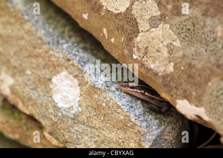 Five lined skink hiding in rocks. Stock Photo