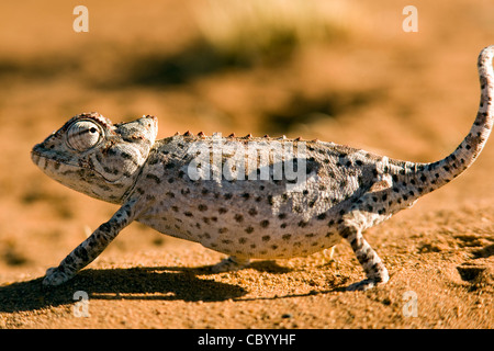 Namaqua Chameleon - Wolwedans - NamibRand Nature Reserve - Hardap Region, Namibia, Africa Stock Photo