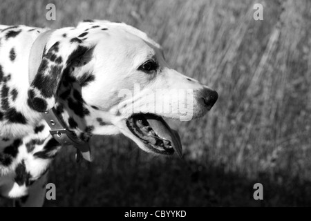Profile portrait of a panting Dalmatian dog adjusted to b/w Stock Photo