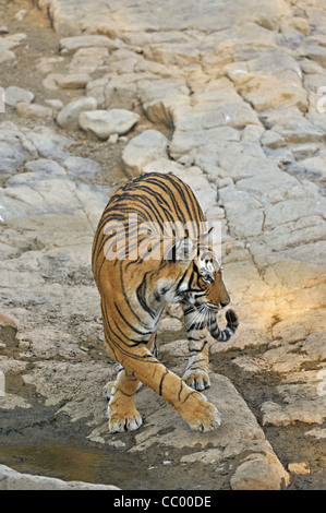 Tiger near a rocky water hole in Ranthambhore national park Stock Photo