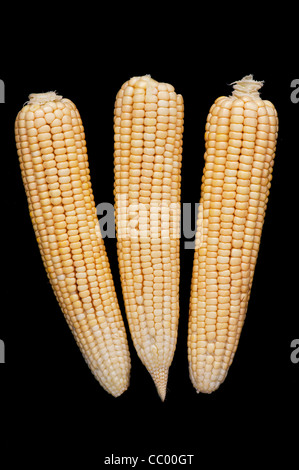 Sweetcorn cob. Corn on the cob. Maize on black background. India Stock Photo