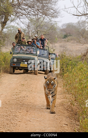 Tourists vehicles following a tiger in the tracks of Ranthambhore national park in north India Stock Photo