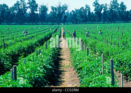 Migrant farm workers tend to crops growing in a field on a farm in Irvine, Orange County, Southern California, USA. Stock Photo