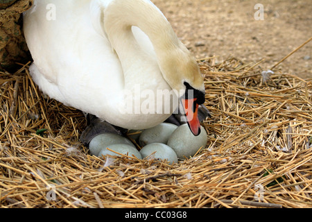 Mute swan turning one of the eggs in the straw nest Stock Photo