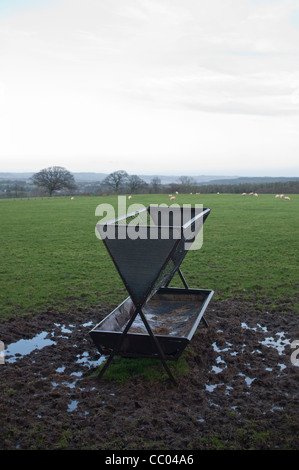 A hay feeder in a muddy field containing sheep, in Hexhamshire, Northumberland, England. Stock Photo