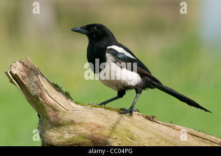 European magpie (Pica pica) perched on a log Stock Photo