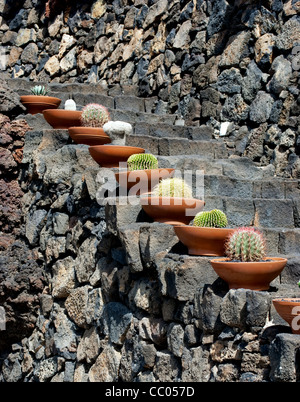 Closeup of a variety of unusual Cactus from Spain Stock Photo