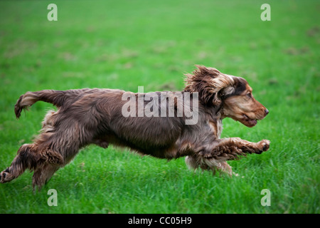 English Cocker Spaniel running in garden Stock Photo