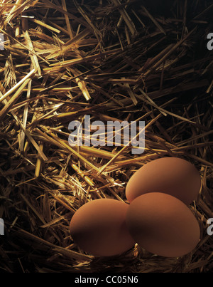 Still: Tree Eggs in straw - nest Stock Photo