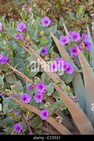 Colorado four o'clock (Mirabilis multiflora) flowers among an agave Stock Photo