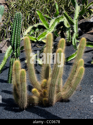 Closeup of a variety of unusual Cactus from Spain Stock Photo