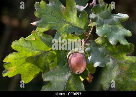 Acorns and leaves of English oak / pedunculate oak tree (Quercus robur), Belgium Stock Photo