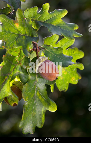 Acorns and leaves of English oak / pedunculate oak tree (Quercus robur), Belgium Stock Photo