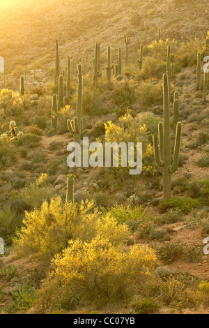 Hillside of blooming saguaro cacti (Cereus giganteus) and littleleaf paloverde (Cercidium microphyllum) in the Sonora Desert Stock Photo
