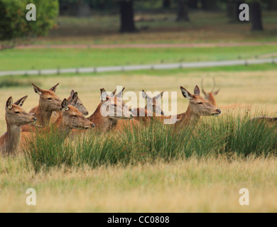 Herd of red hinds deer laying in long grass all facing the same way with their attention caught. Stock Photo