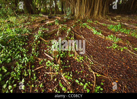Roots of the Banyan tree Stock Photo