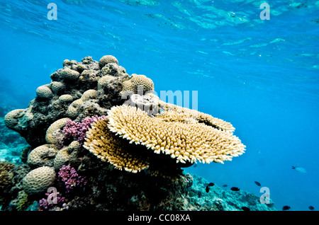 SWAINS REEF, Australia — An underwater view of plate coral formations in the shallow waters of Swains Reef, part of the Great Barrier Reef system off the coast of Queensland, Australia. The flat, circular structures of the plate coral create a unique underwater landscape in this diverse marine ecosystem. Stock Photo