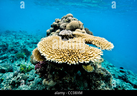 SWAINS REEF, Australia — An underwater view of plate coral formations in the shallow waters of Swains Reef, part of the Great Barrier Reef system off the coast of Queensland, Australia. The flat, circular structures of the plate coral create a unique underwater landscape in this diverse marine ecosystem. Stock Photo