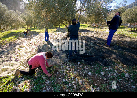 Family at work in olive grove harvesting olives from trees,using a traditional wooden stick, and a  2 stroke mechanical vibrator Stock Photo