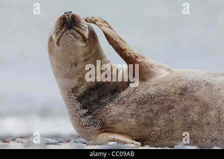 grey seal scraping the face; Latin: Halichoerus grypus Stock Photo