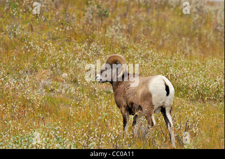 A Rocky Mountain Bighorn Sheep feeding in the fall grasses. Stock Photo