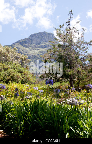 View of Table Mountain from Kirstenbosch National Botanical Gardens, Cape Town Stock Photo