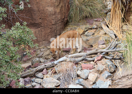 Mountain lion, also known as puma or cougar, (Puma concolor) in Arizona-Sonora Desert museum outside Tucson, AZ. Stock Photo