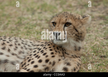Cheetah at Spier's Cheetah Sanctuary Stock Photo