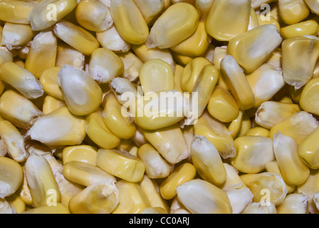 Maize (Zea mays), a food grain from family Poaceae. Stock Photo