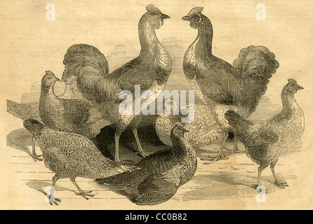 1854 engraving, Queen Victoria's Cochin China Fowls. Stock Photo